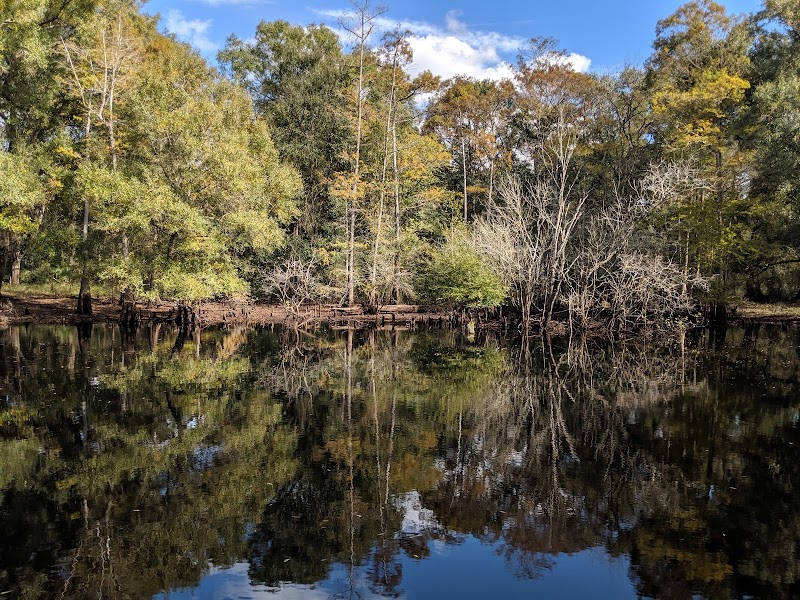 Photo of Green Swamp Wildlife Management Area - Cumpressco Unit