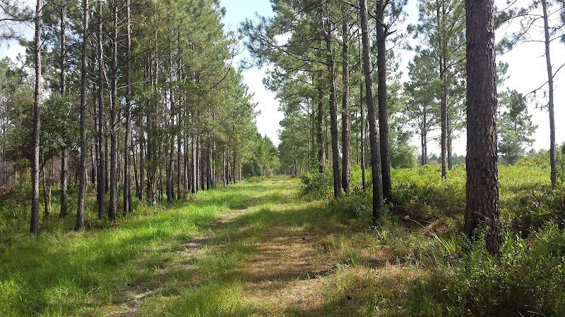 Green Swamp Wildlife Management Area - Cumpressco Unit photo 3
