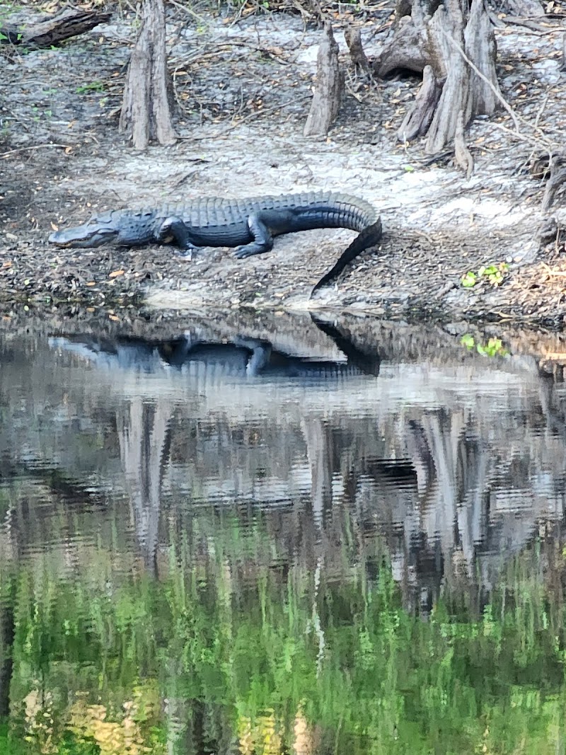 Green Swamp Wildlife Management Area - Cumpressco Unit photo 4