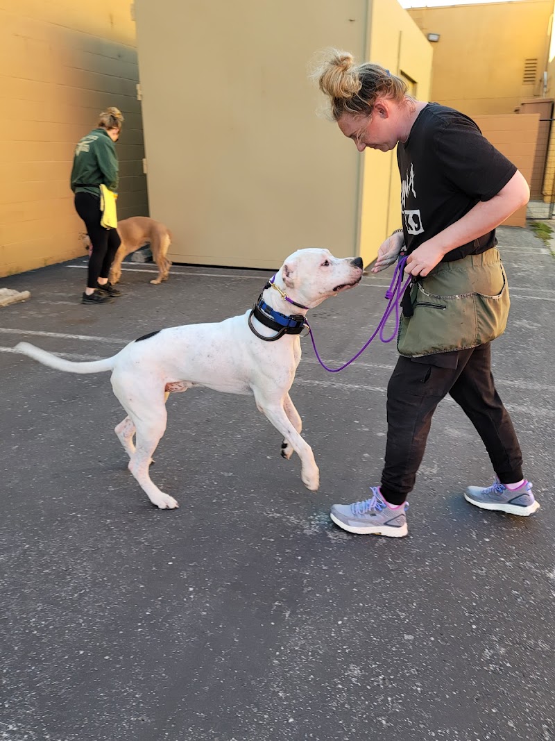 Photo of Akina K9
