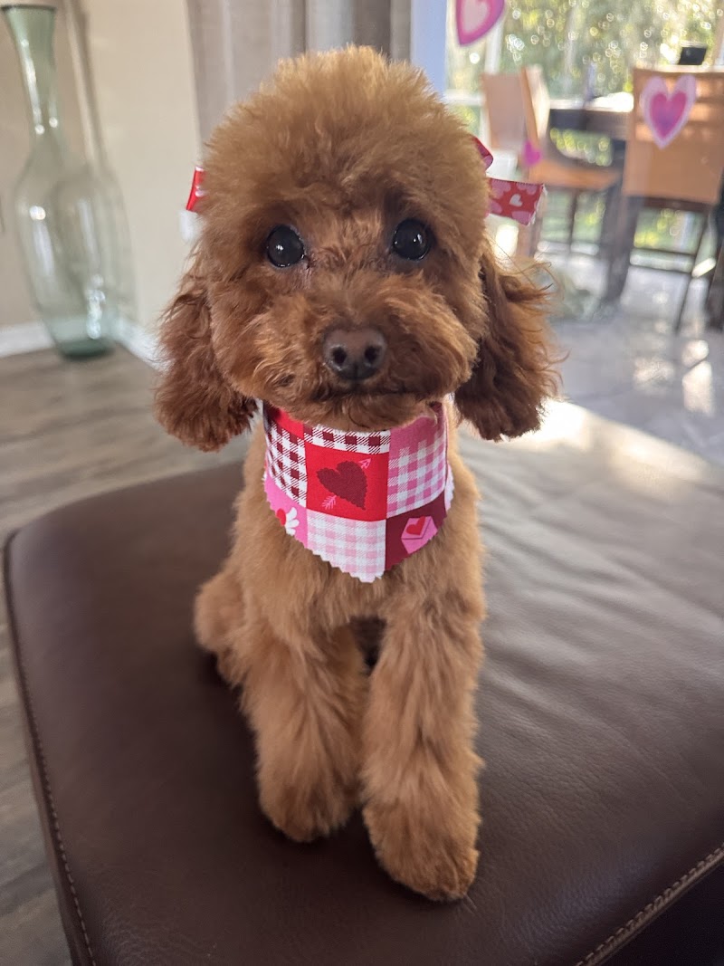 Fluffy Doggies Grooming Salon photo 2