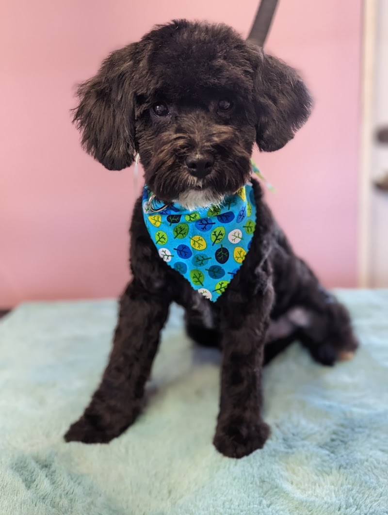 Fluffy Doggies Grooming Salon photo 3