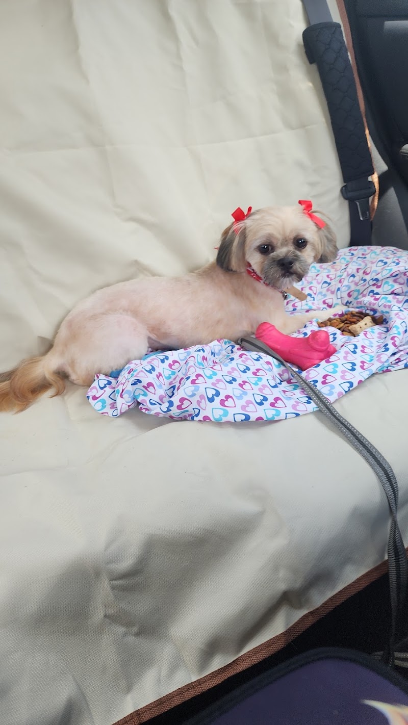 Fluffy Doggies Grooming Salon photo 5