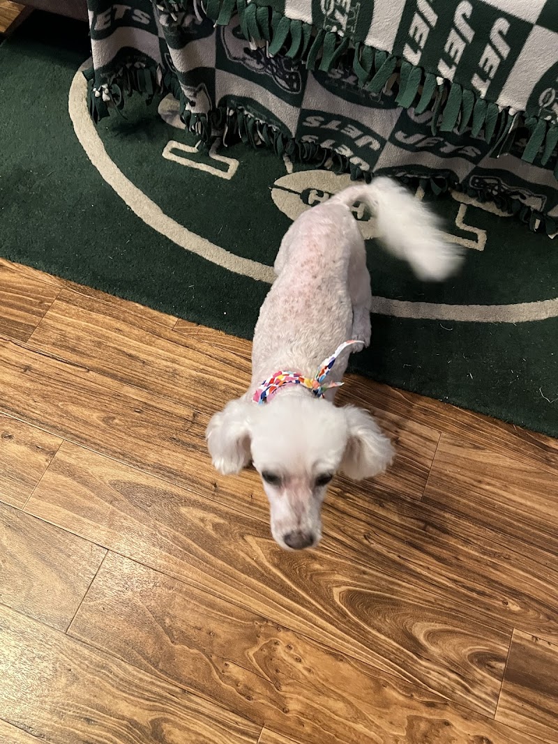 Photo of Fluffy Doggies Grooming Salon