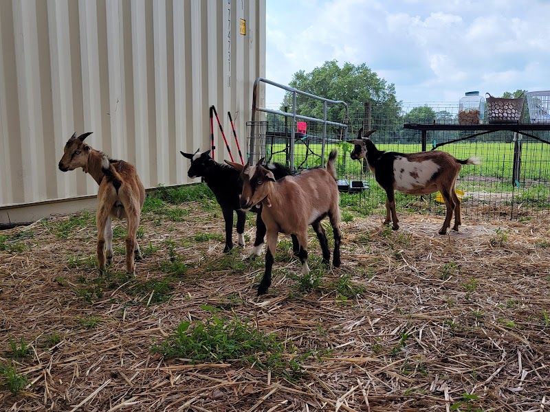 Grady Goat Yoga Tampa Bay photo 3