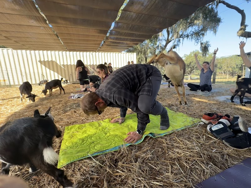 Grady Goat Yoga Tampa Bay photo 4