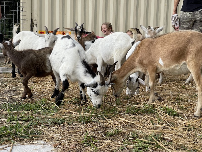 Grady Goat Yoga Tampa Bay photo 2