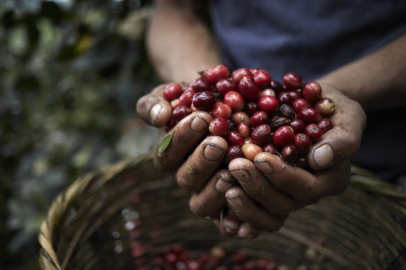 Trail Coffee Roasters photo 3