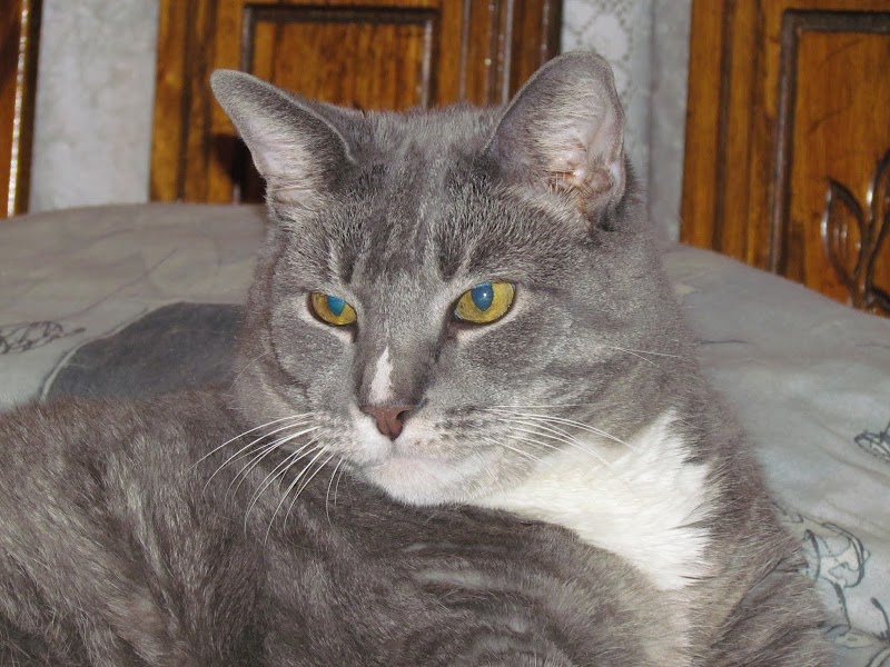 Happy Tails Pet Services photo 4