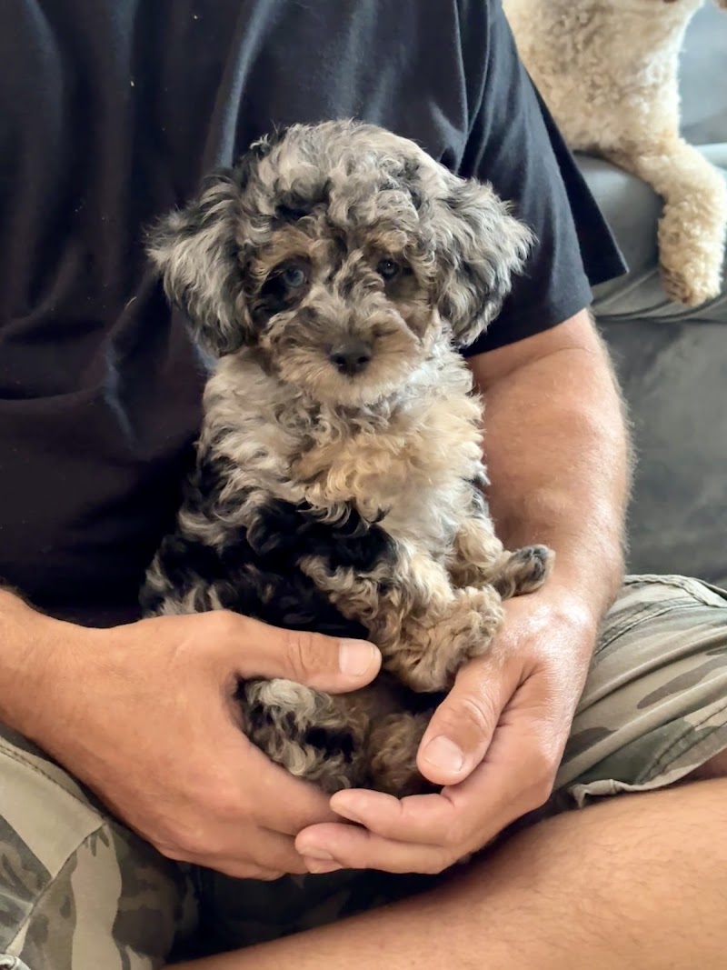 Photo of Happy Tails Pet Services