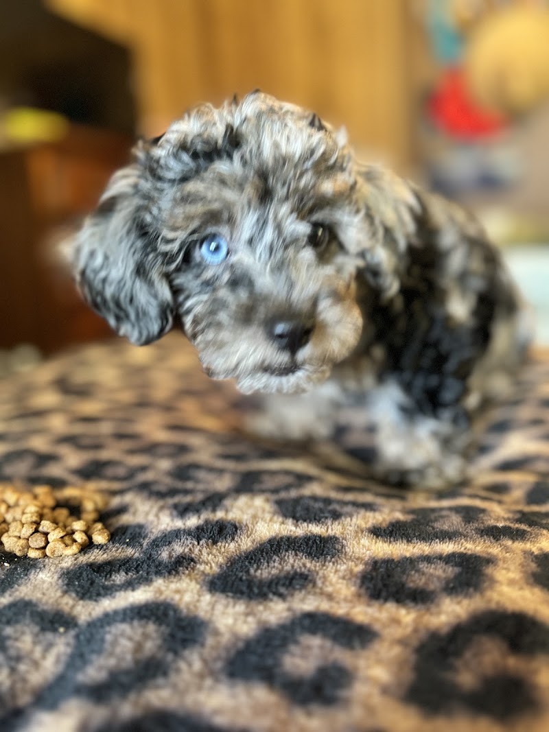 Happy Tails Pet Services photo 2