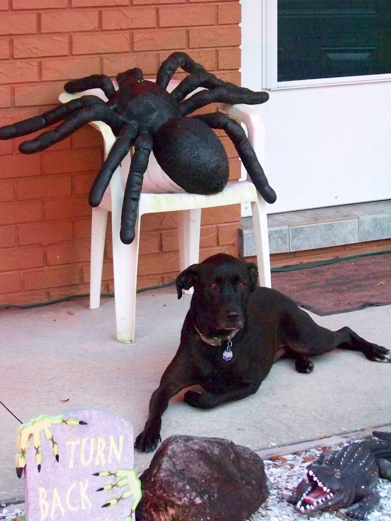 Happy Tails Pet Services photo 3