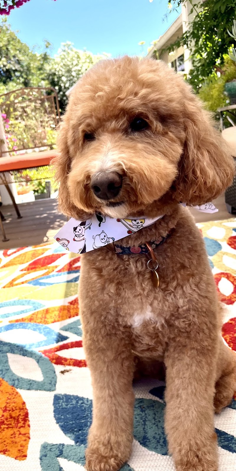 Spaw Spa Grooming photo 5