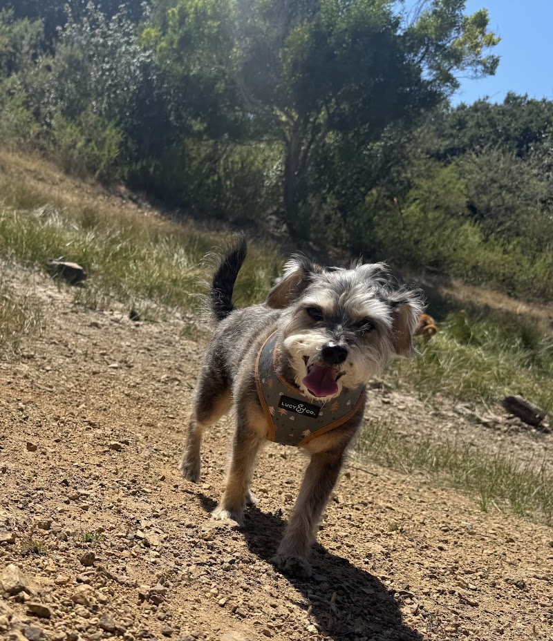 Photo of Angie’s Pawsitive Pet Care