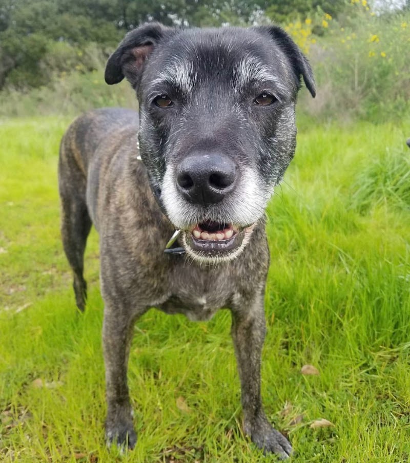 Angie’s Pawsitive Pet Care photo 4