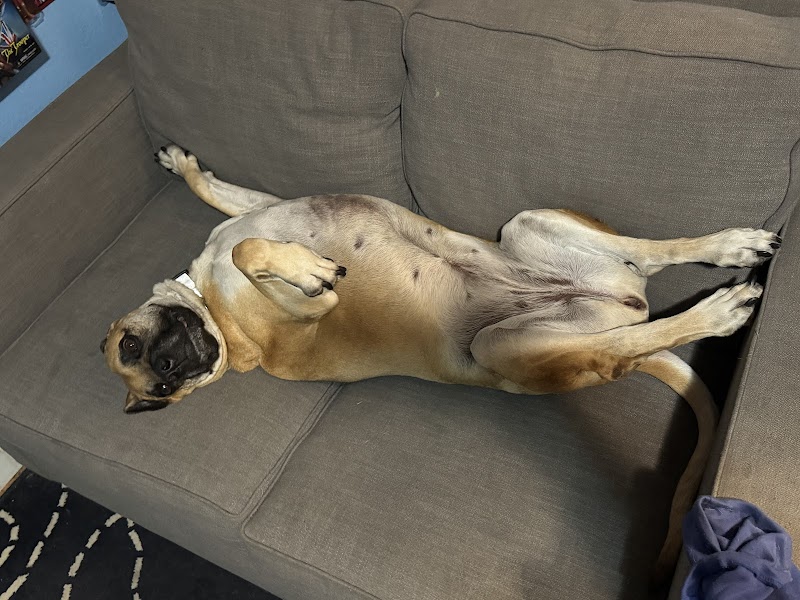 Angie’s Pawsitive Pet Care photo 5