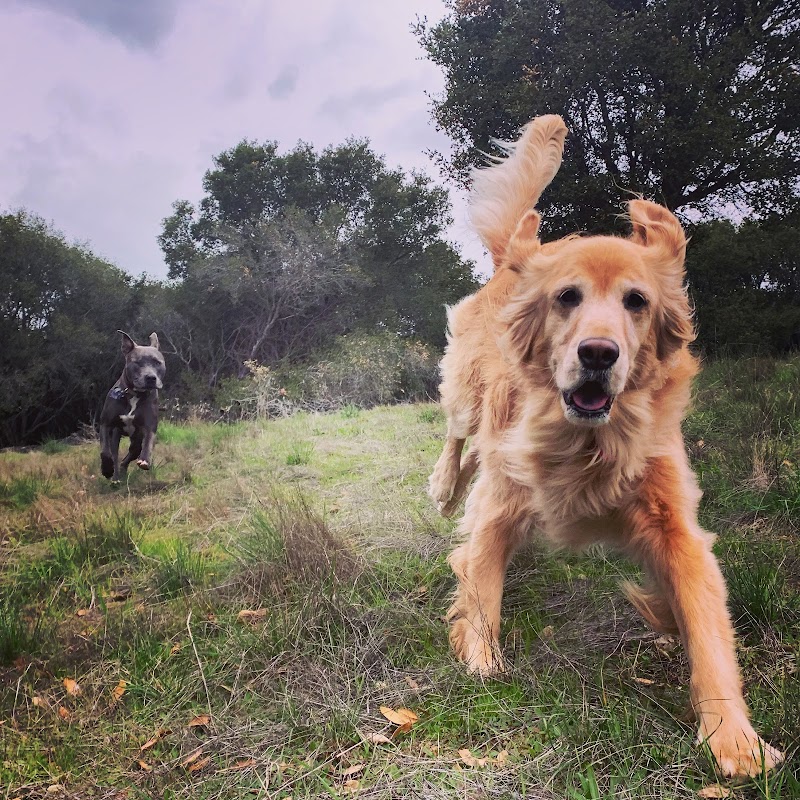 Angie’s Pawsitive Pet Care photo 3