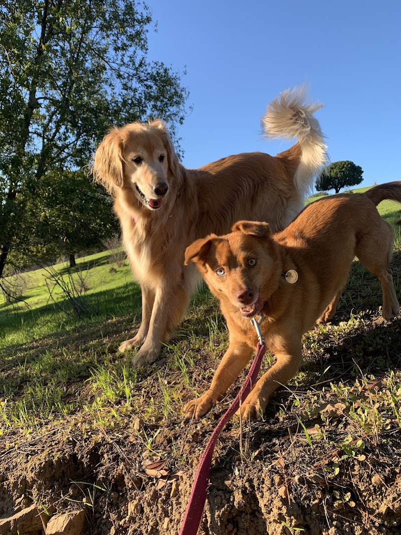 Angie’s Pawsitive Pet Care photo 2