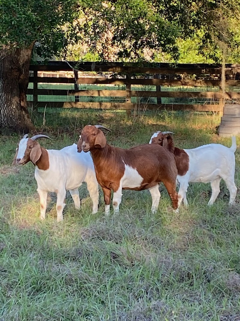 Tannerhill Farms Boer Goats photo 3