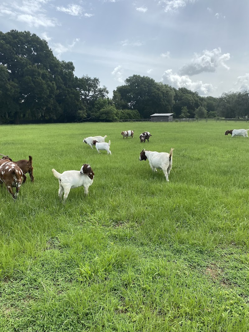 Tannerhill Farms Boer Goats photo 4