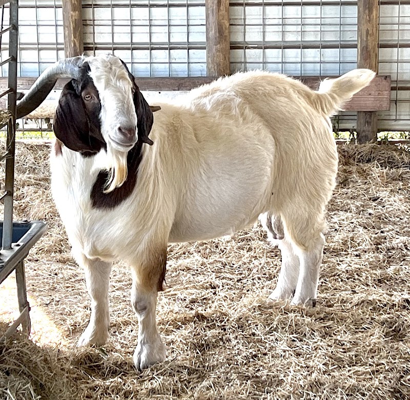 Tannerhill Farms Boer Goats photo 2