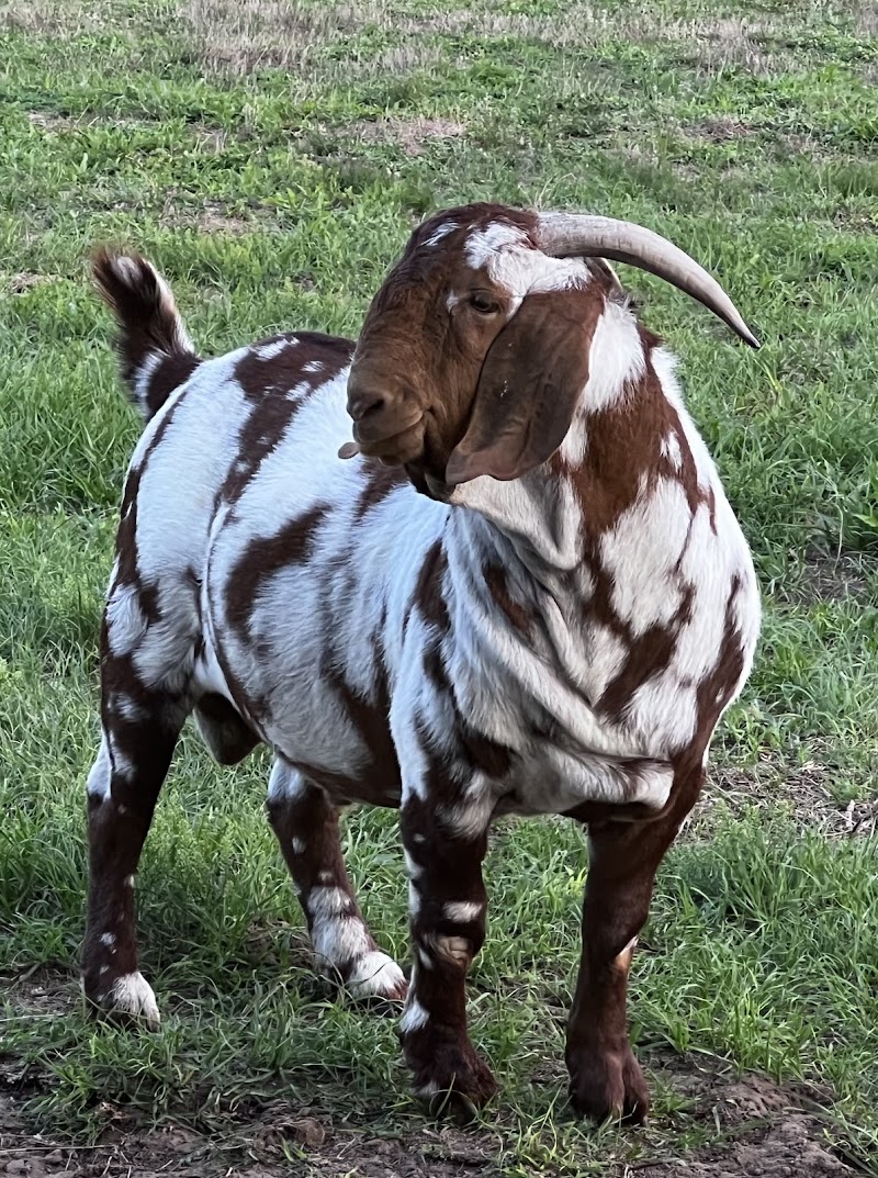 Photo of Tannerhill Farms Boer Goats