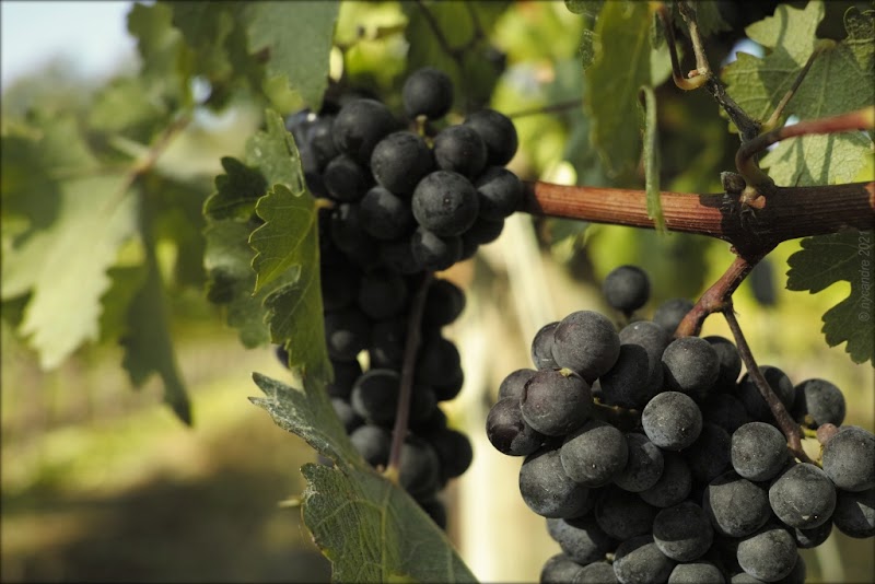 Pine Mountain Vineyards & Winery photo 3