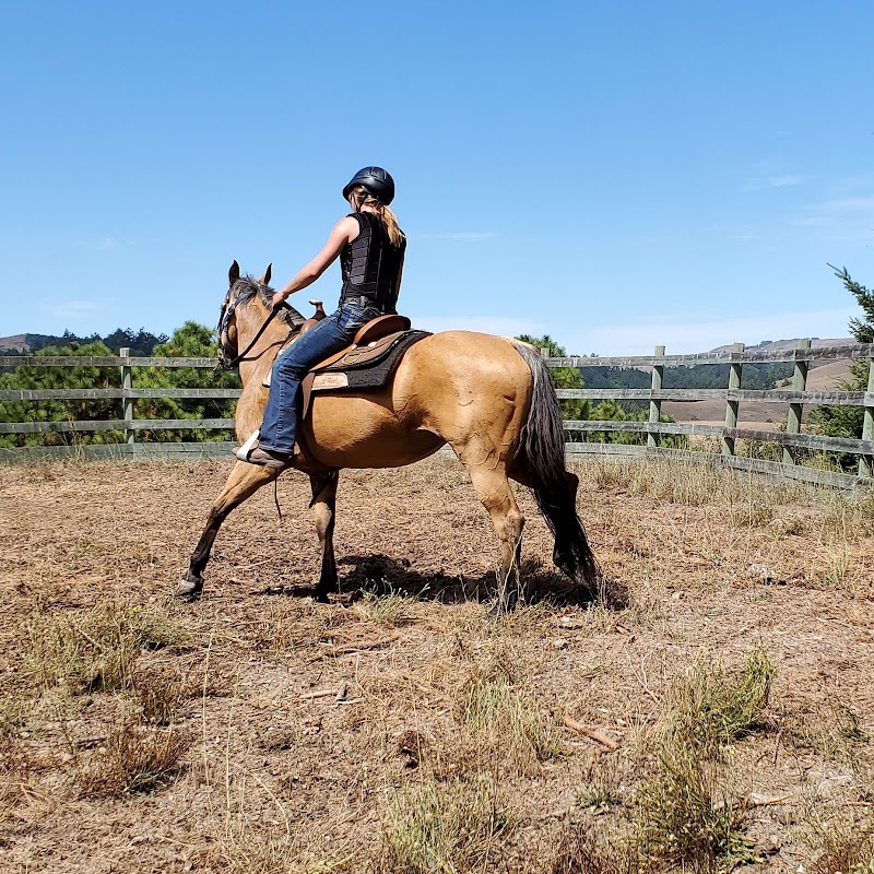 Bodega Meadows Horse Sanctuary photo 4