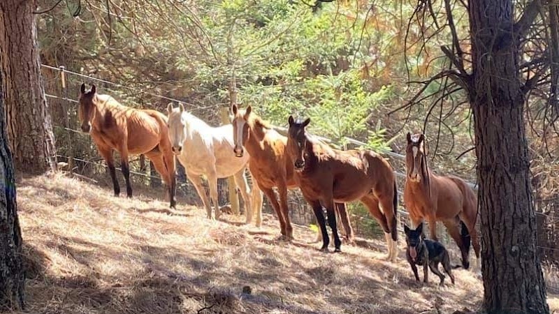 Bodega Meadows Horse Sanctuary photo 3