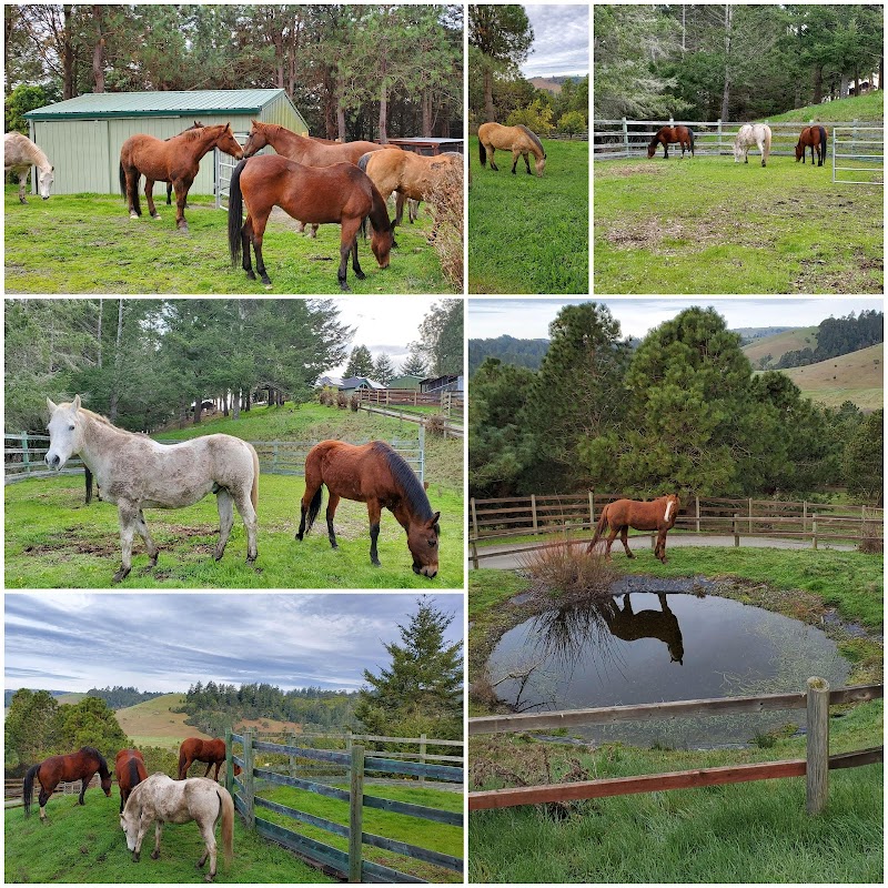 Bodega Meadows Horse Sanctuary photo 2