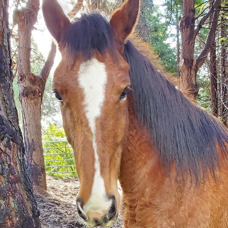 Bodega Meadows Horse Sanctuary photo 5