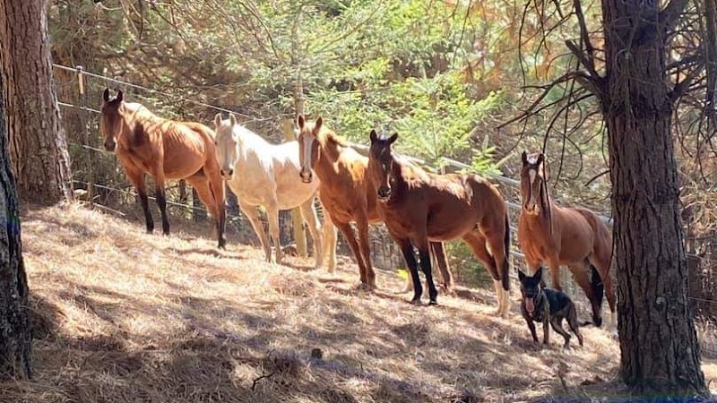 Photo of Bodega Meadows Horse Sanctuary