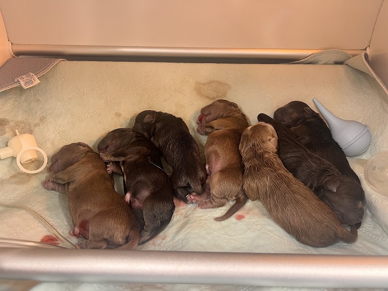Photo of Sumter Mobile Veterinary Service