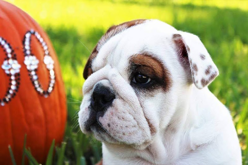 Sumter Mobile Veterinary Service photo 5