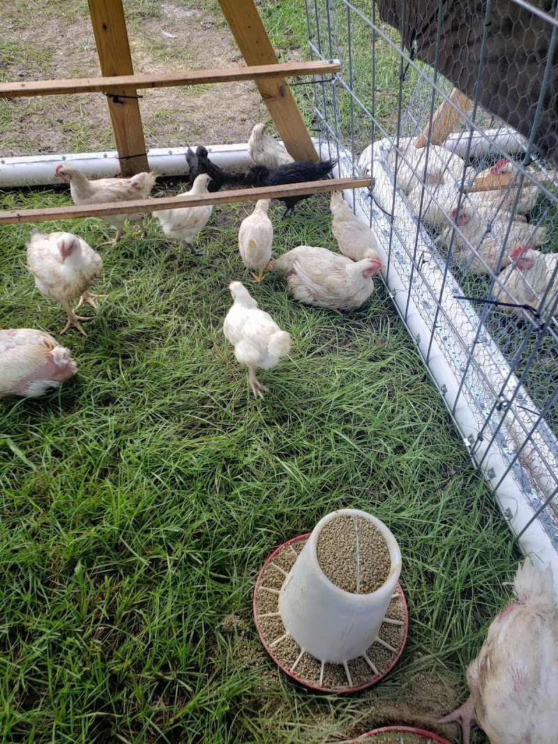 Ferguson Farms photo 3