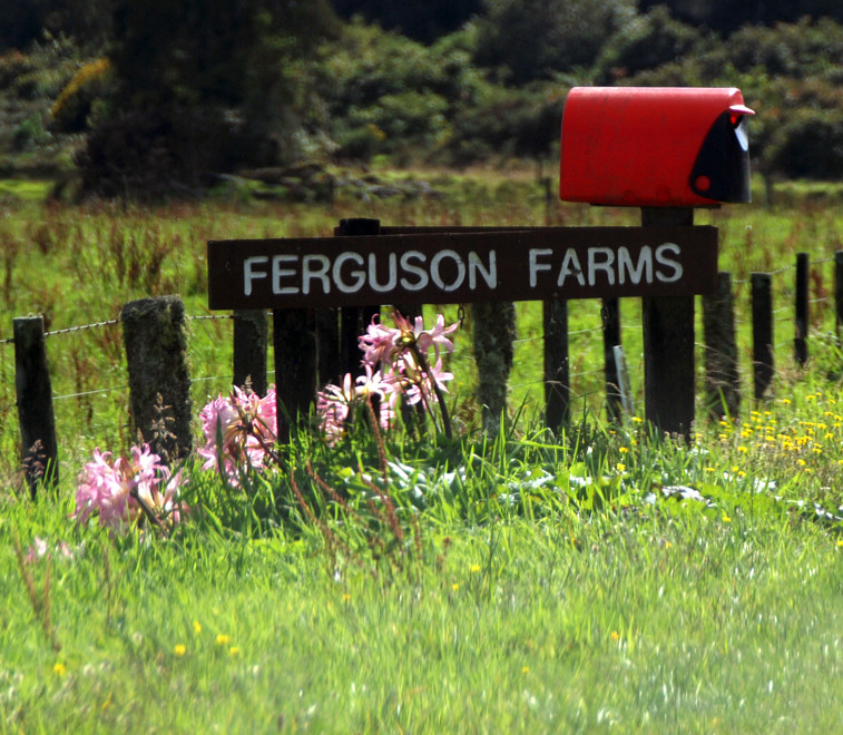 Ferguson Farms photo 5