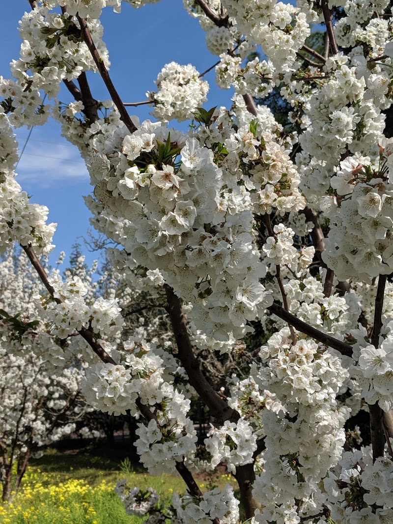 Novakovich Orchards photo 3