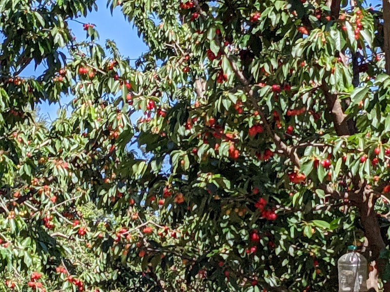 Novakovich Orchards photo 5