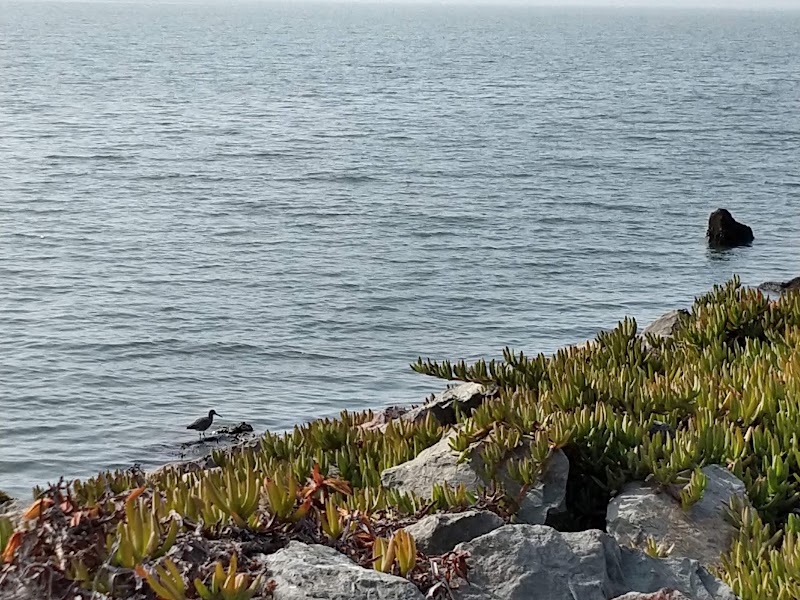 Emeryville Crescent State Marine Reserve photo 2