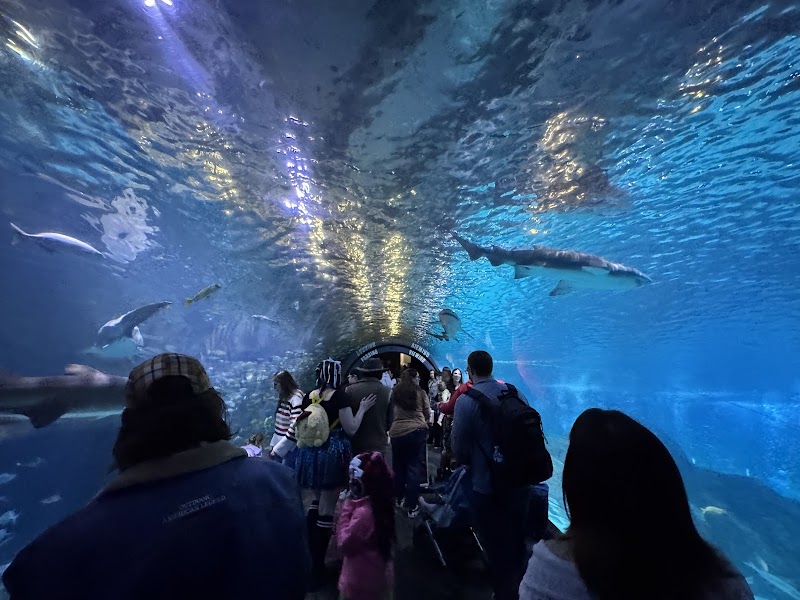 Photo of Adventure Aquarium