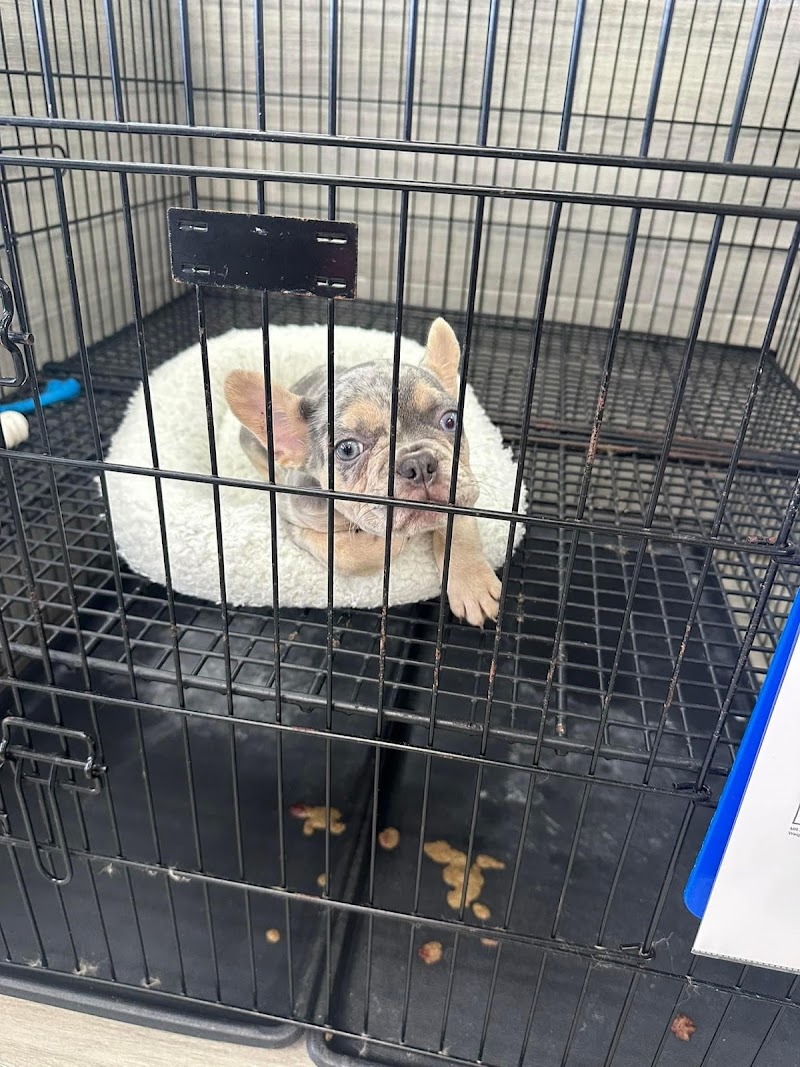 Coastal Puppies photo 3