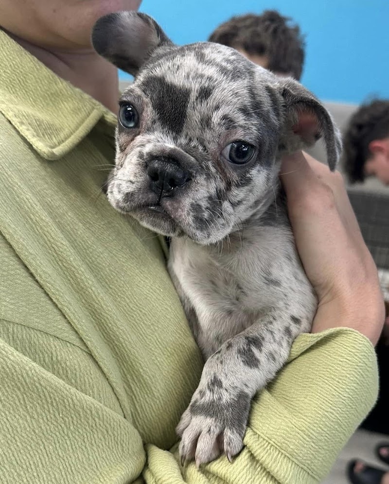 Coastal Puppies photo 4