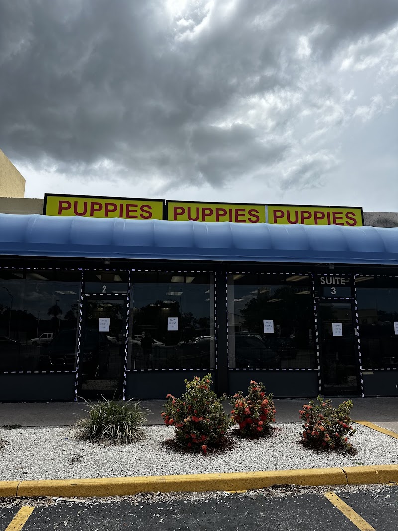 Photo of Coastal Puppies
