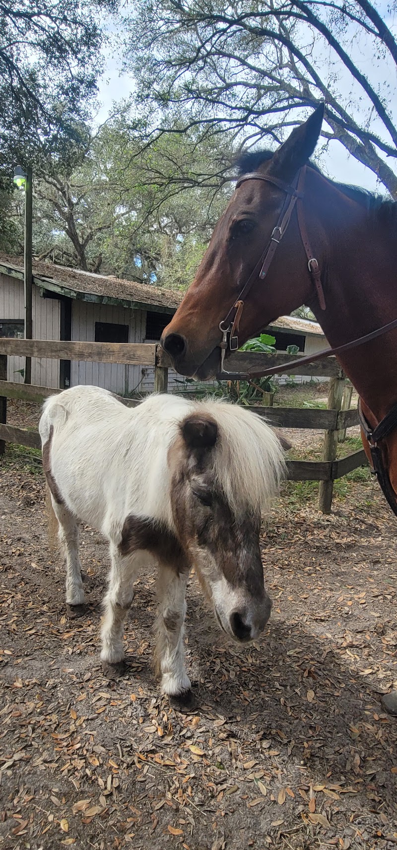 Silver Oaks Riding School photo 3