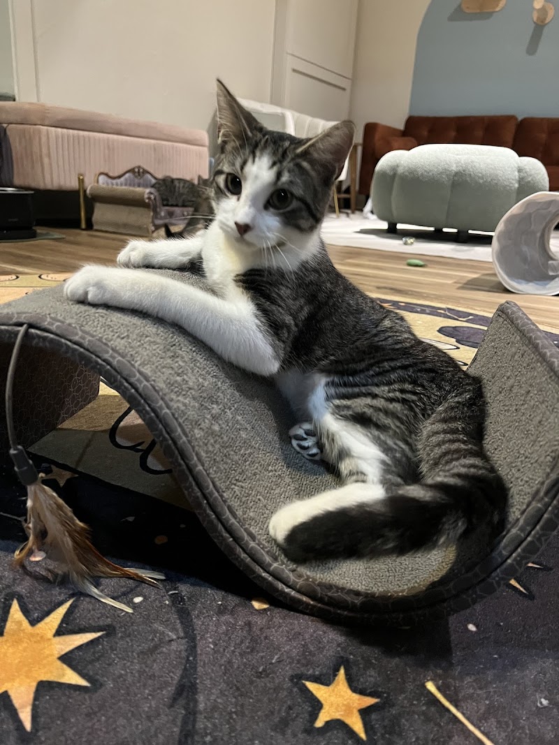 The Purrfect Bean photo 3