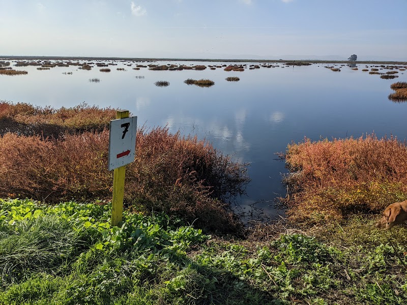 Photo of Grizzly Island Pond 11 Blind 7
