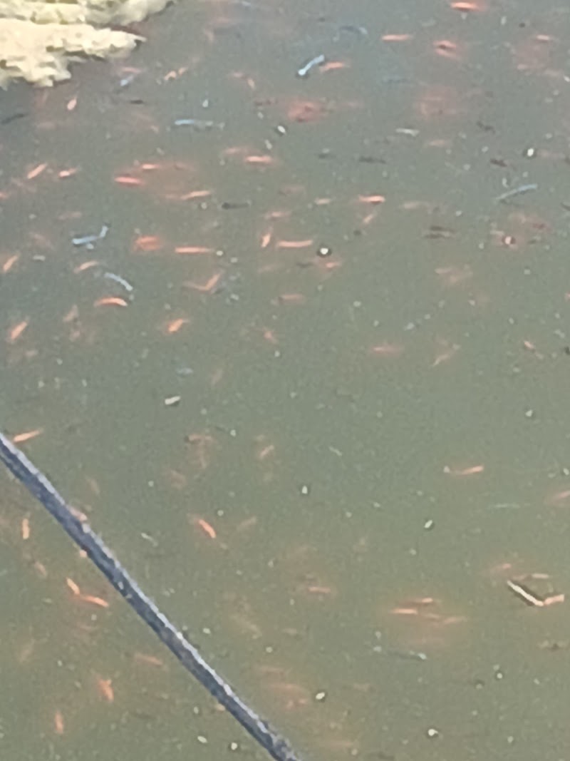 Oak Ridge Fish Hatchery photo 2
