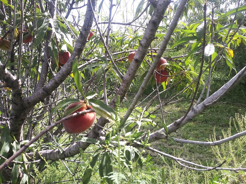 The Southern Peach Company photo 2
