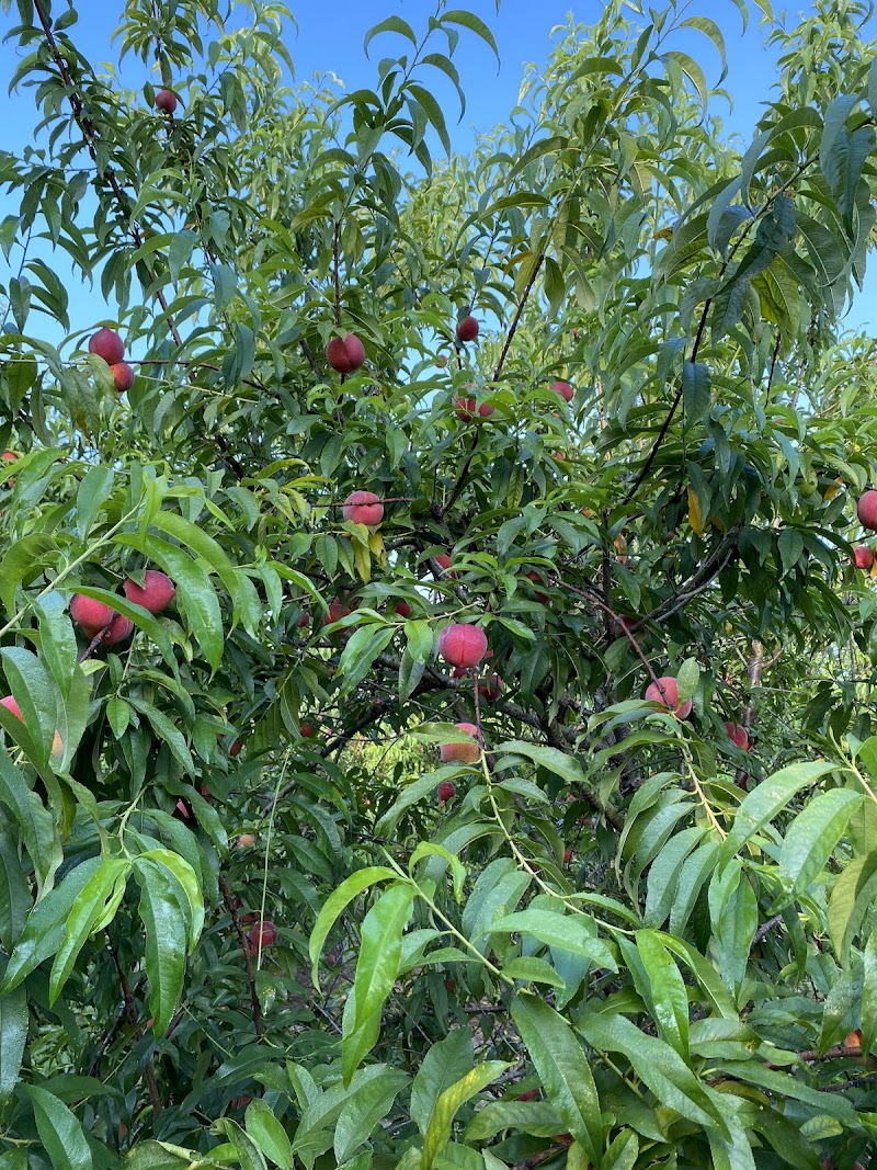 Photo of The Southern Peach Company