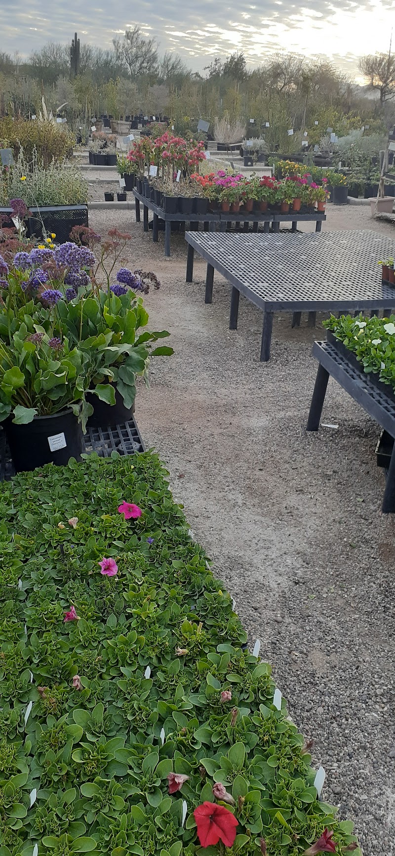 Photo of Black Mountain Nursery